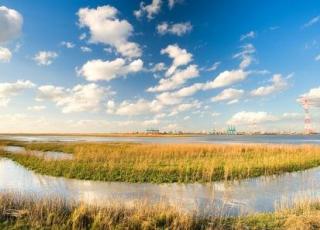 Waaslandhaven;Doel;slik; brak schor;ontpoldering 