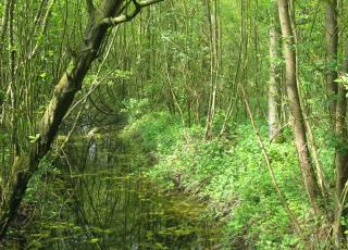 Vinderhoutse Bossen