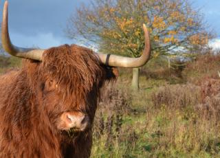 Schotse hooglanders in de Westhoek (c) Rinus Motmans