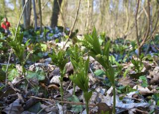 Wolfsputten (3) © Paul Van Caesbroeck