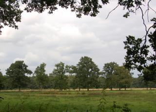 Wortel Kolonie (2)