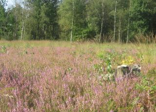 Wortel Kolonie (1)