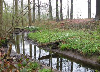 Makegemse bossen met bosanemoon en speenkruid