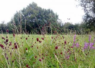 Wegberm ter hoogte van Dorent met de zeldzame grote pimpernel