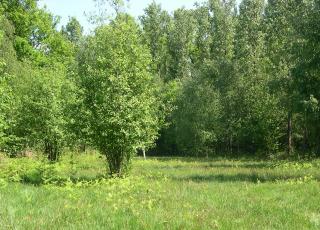 Heischraal grasland in Serskampse bossen in Wetteren