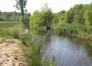 Poel in het natuurreservaat d’Heide in Wetteren met hoogste concentratie kamsalamanders