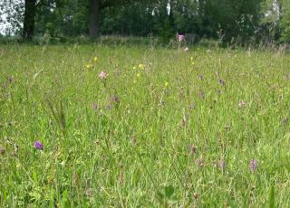 Bloemenrijk schraal grasland in natuurreservaat Honegem te Aalst
