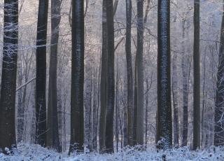 Zoniënwoud in de winter (c) Dirk Raes