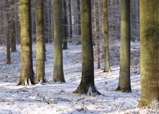 Zoniënwoud in de winter (c) Dirk Raes