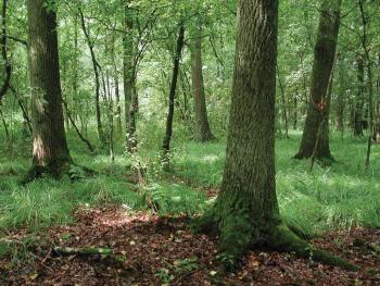 Eiken-berkenbos met vooral pijpenstrootje in de kruidlaag in bosreservaat Sevendonk (Turnhout)