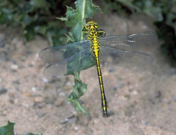 Rivierrombout, Gomphus flavipes