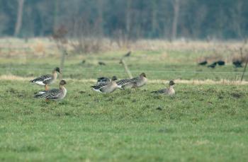 Rietgans (Anser fabalis)