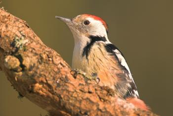 Middelste bonte specht (Dendrocopos medius)