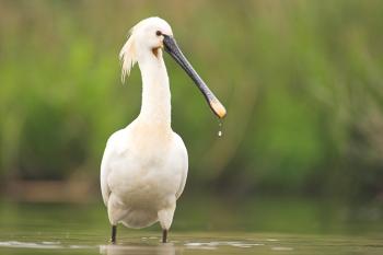 Platalea leucorodia Lepelaar