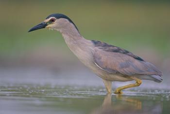 Kwak (Nycticorax nycticorax)