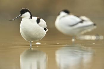 Kluut, Recurvirostra avosetta 