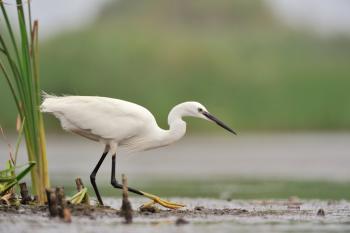 Egretta garzetta Kleine zilverreiger