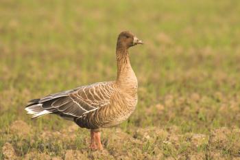 Kleine rietgans, Anser brachyrhynchus