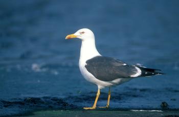 Kleine mantelmeeuw (Larus fuscus)
