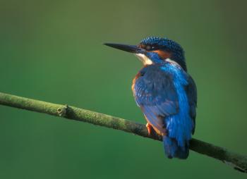 Ijsvogel