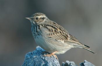 Boomleeuwerik (Lullula arborea)