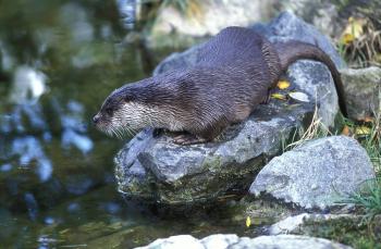 Lutra lutra Otter