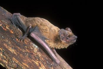 Nyctalus leisleri Bosvleermuis