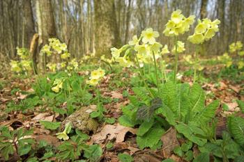Slanke sleutelbloem is een typische soort van oude, beekbegeleidende bossen.