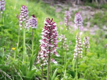 Purperorchis op voormalige kapvlakte.