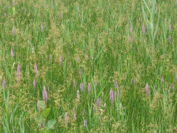 Paddenrusvegetatie met Grote muggenorchis.