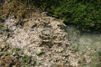 Kalktufbronnen herbergen bijzondere mossoorten, die uitsluitend in dit milieu voorkomen.