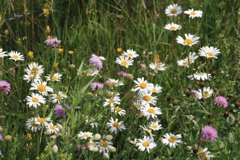 Gewone margriet en Beemdkroon