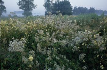Soortenrijke, natte ruigte in de Vallei van de Zuidleie (Oostkamp).