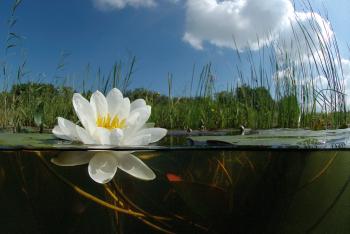 Waterplassen