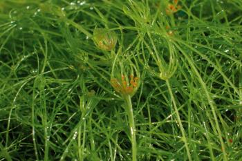 Detail Gebogen kransblad met voortplantingsorganen.