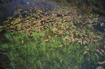 Het open water wordt gedomineerd door Duizenknoopfonteinkruid en/of Vlottende bies.