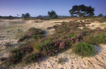 Kalmthoutse Heide