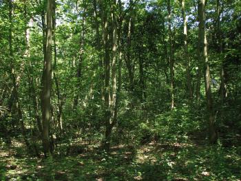 Abelen-Iepenbos in de duinbossen van De Haan