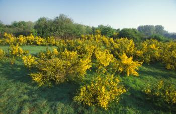 Bremstruwelen ontstaan op verstoorde en verruigde, ontkalkte duinen (d'Heye, Bredene / De Haan).