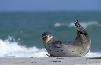 Gewone zeehond